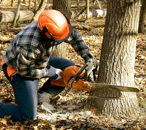 Tree Removal in Stonewall, TX